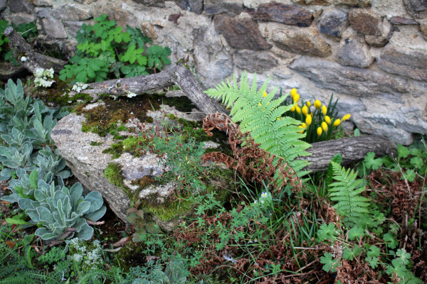 Une fougère sauvage pousse entre des vieilles pierres © Marie Degache
